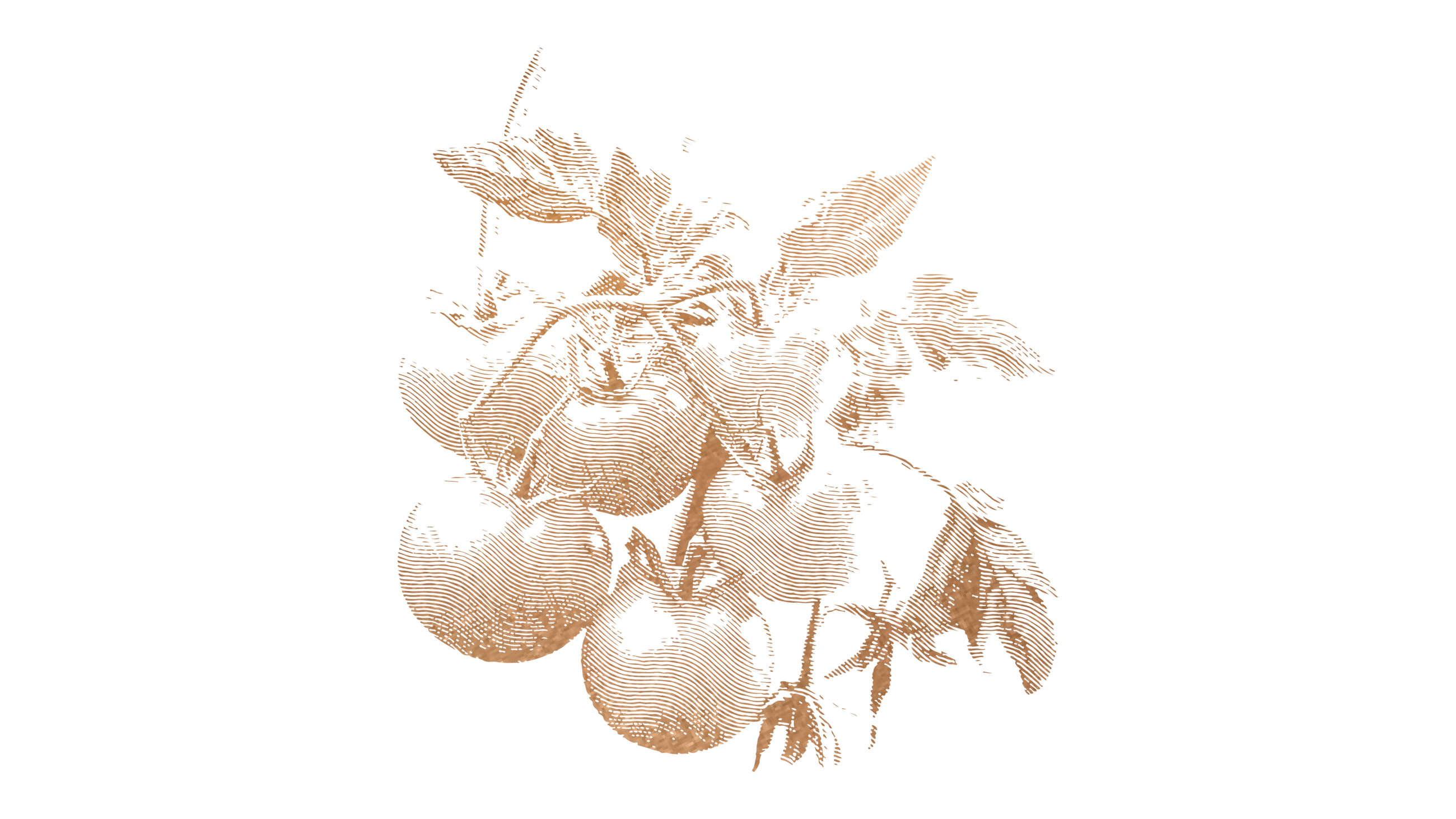 Passata di pomodoro pera d’Abruzzo