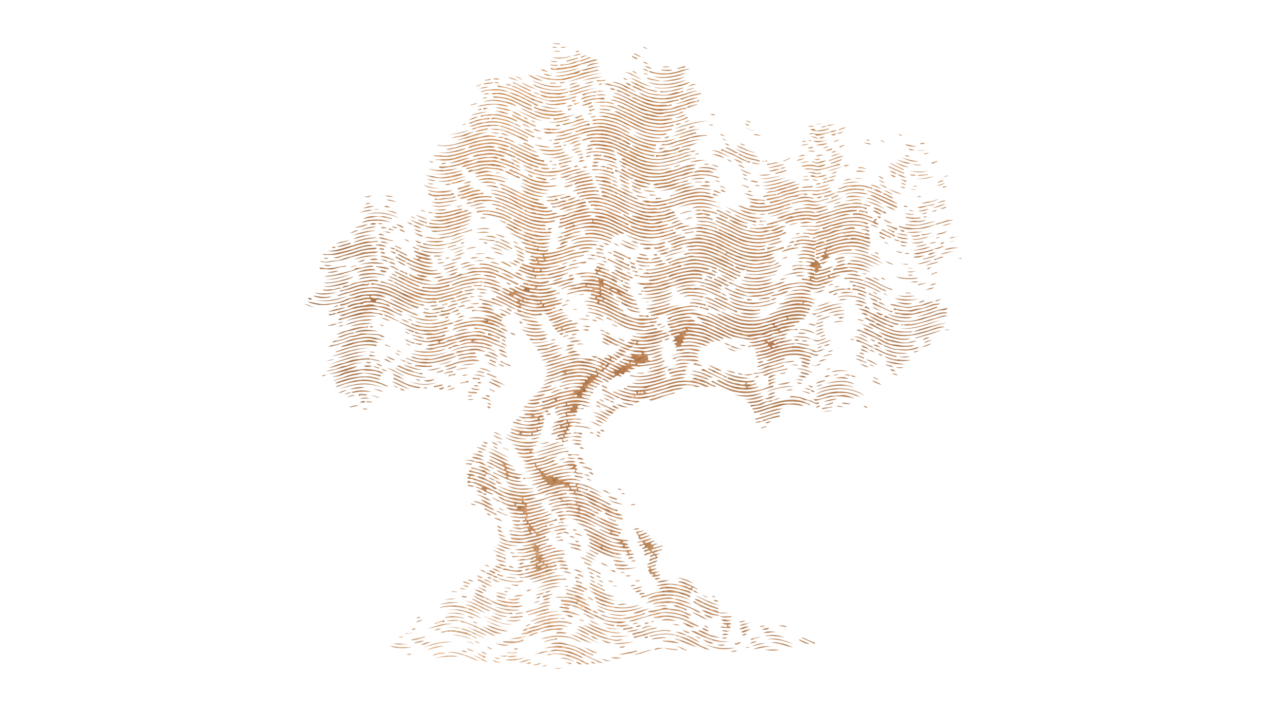 Olio extra vergine d’oliva monocultivar Dritta