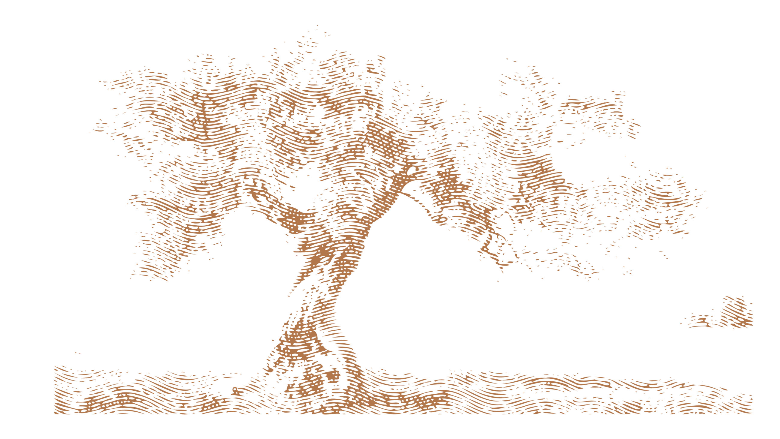 Olio extra vergine d’oliva monocultivar Leccino
